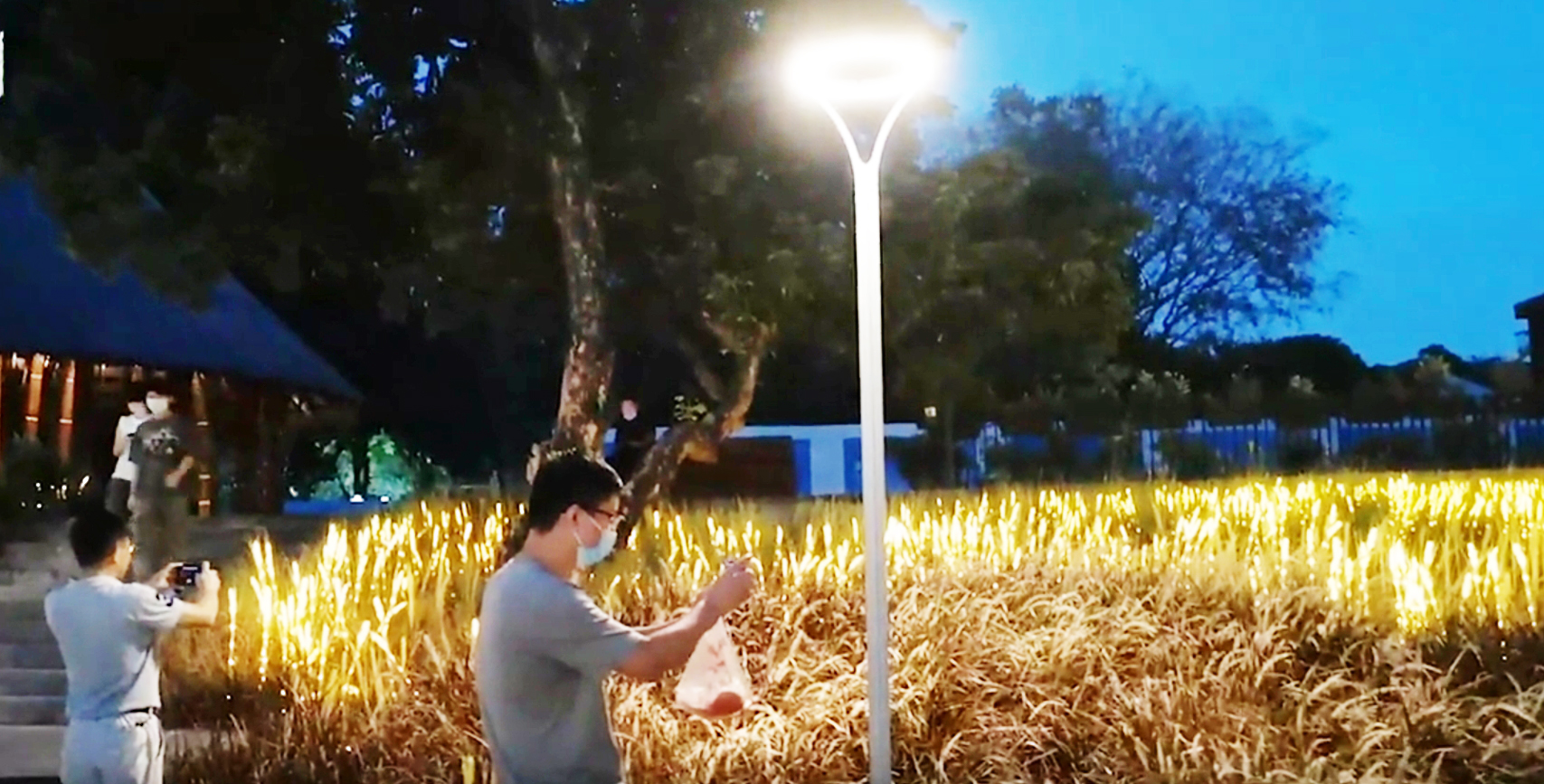 南山区南头古城麦穗“灯海”点亮浪漫秋夜