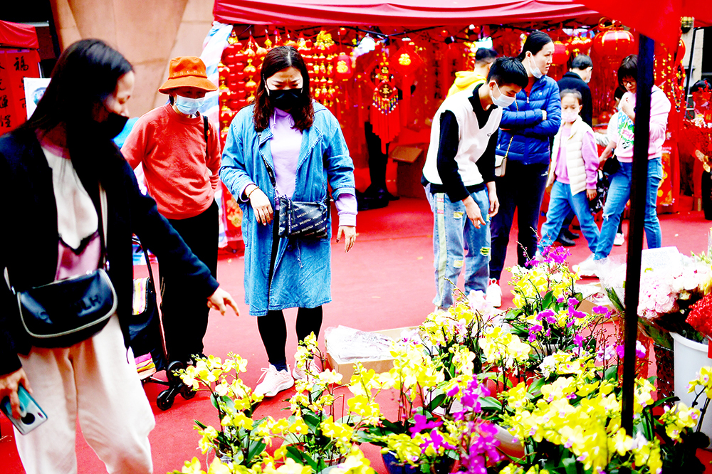 南山区“荷兰花卉小镇”年宵花上市 市民开启“买买买”模式