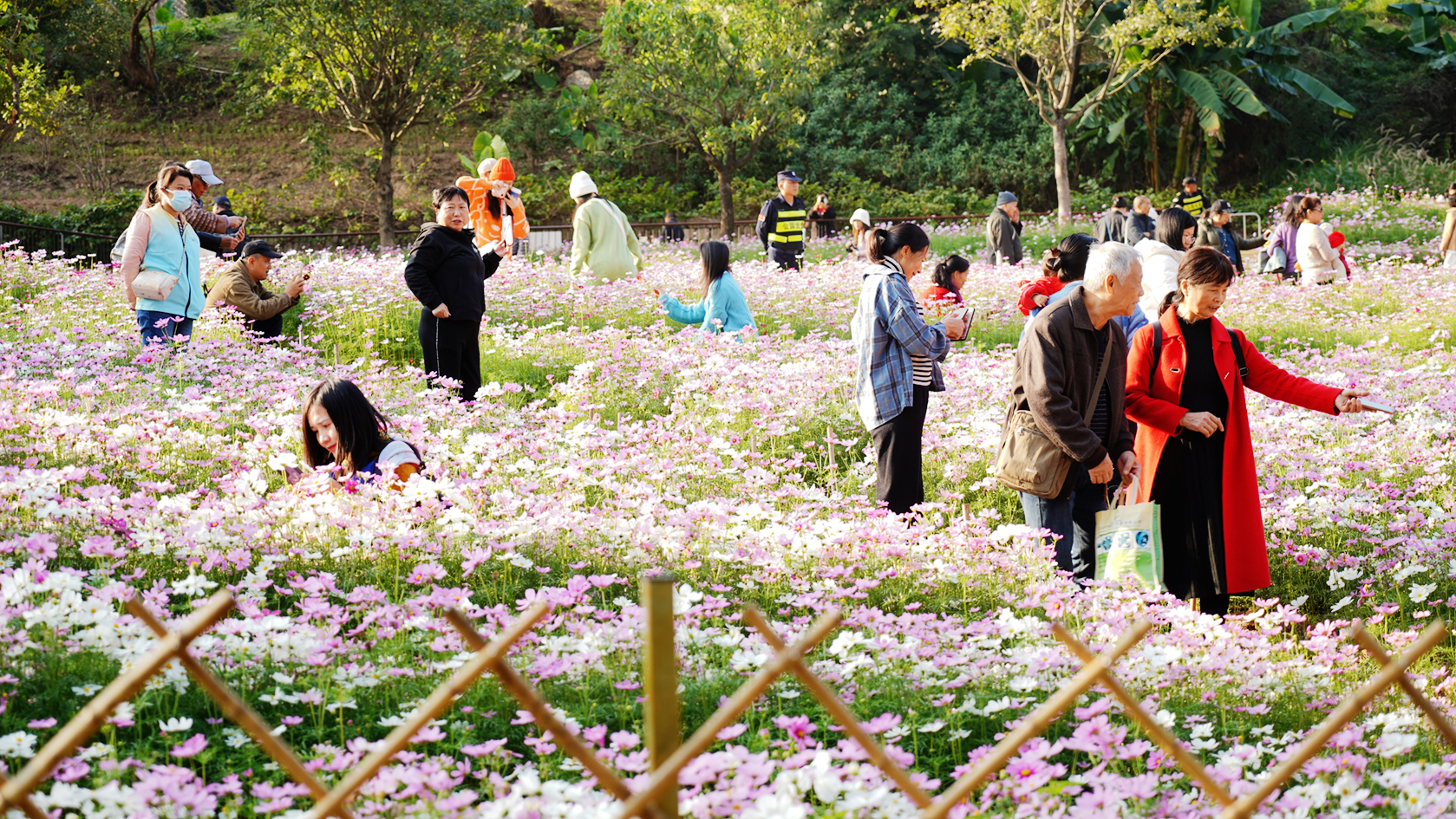 2023深圳菊花展南山西丽生态公园分会场开幕 2000平方米花海吸引市民游客打卡