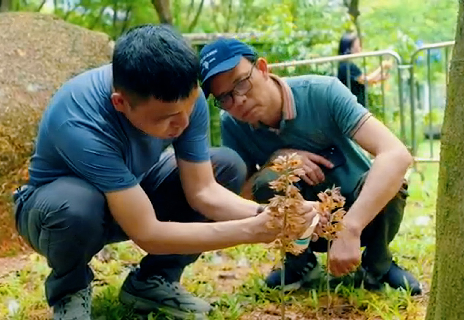 荔香公园发现珍稀野生植物无叶美冠兰  南山区公园管理中心组织专家对兰花人工授粉