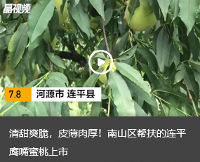 清甜爽脆，皮薄肉厚！南山区帮扶的连平鹰嘴蜜桃上市